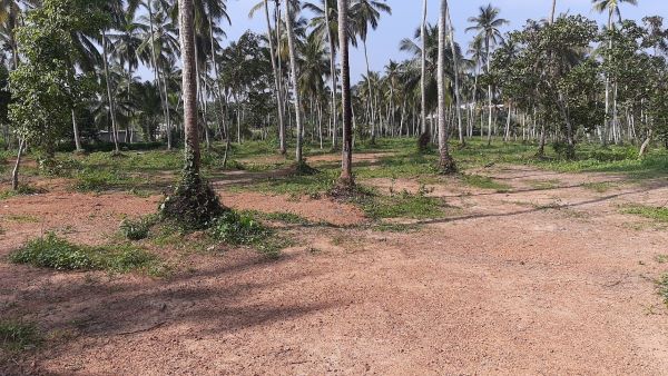 Coconut estate for Sale – Gampaha, Sri Lanka