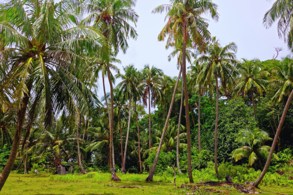coconut land sale in Sri Lanka